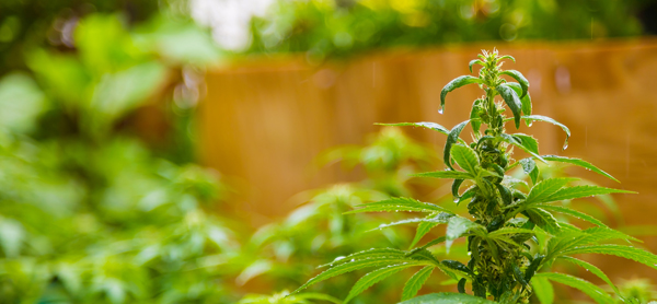 Key To Your Cannabis Businesses Success: Strategic Cash Flow Model