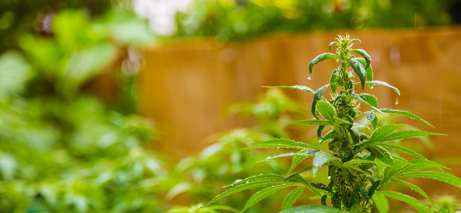 Three Key Questions to Start a Successful Cannabis Succession Plan