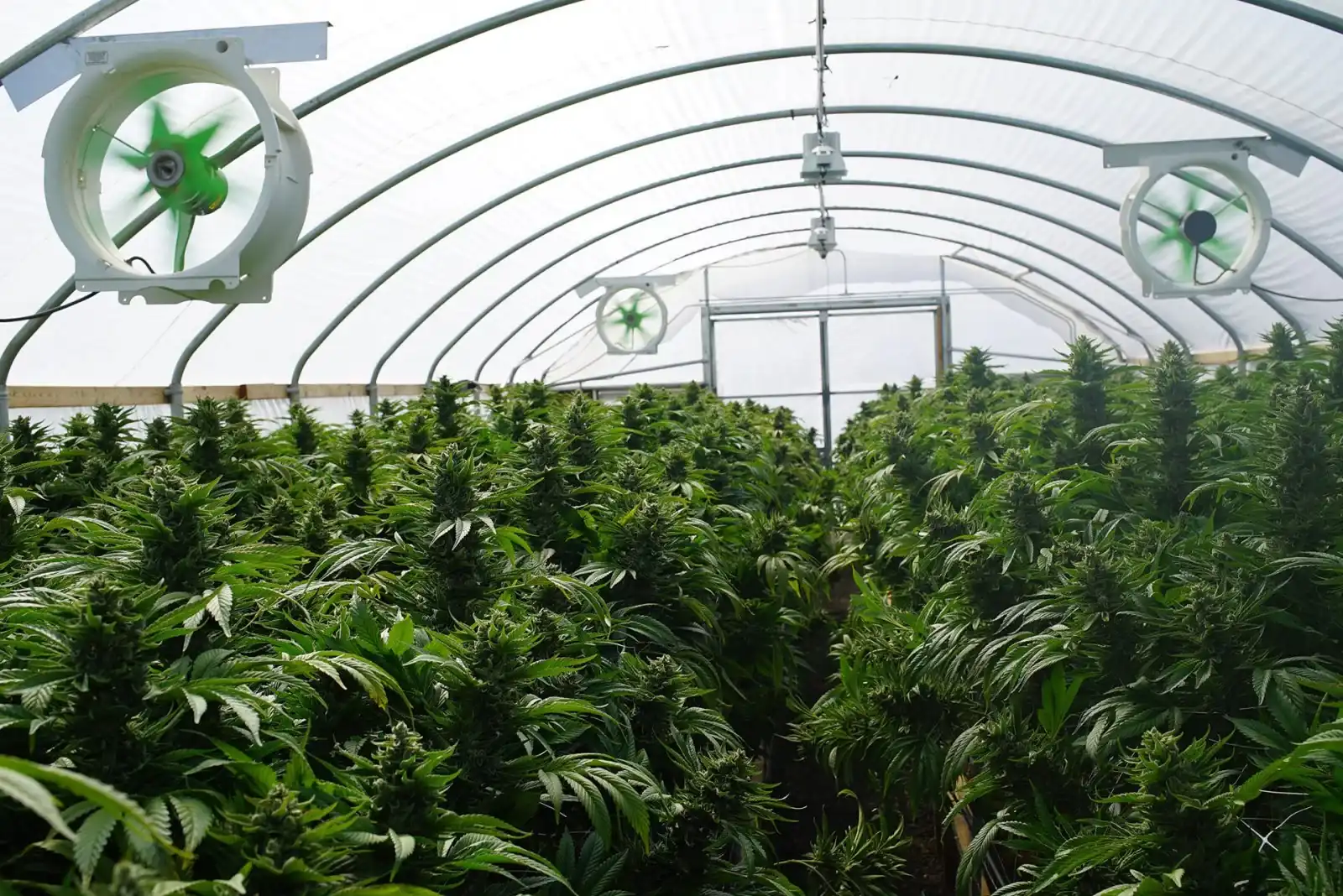 Rows of tall cannabis plants growing inside a greenhouse with a curved, transparent roof and several large ventilation fans mounted overhead.