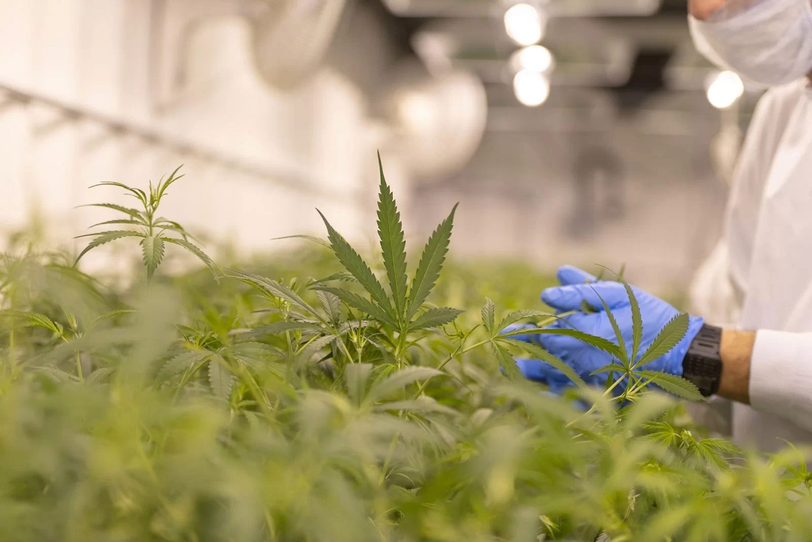 Accounting in the Cannabis Industry: How Outsourcing Solves Complex Compliance Challenges